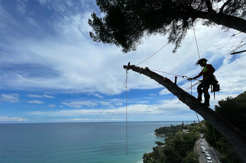 Treeclimbing per professionisti e appassionati: guida all’attrezzatura giusta (anche online)